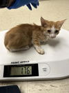 adoptable Cat in stockton, CA named REBA