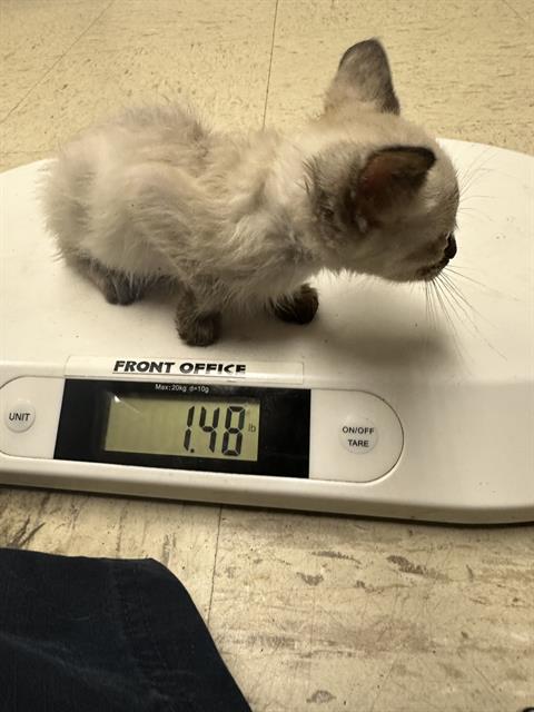 adoptable Cat in Stockton, CA named RHONDA