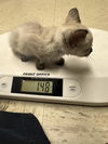 adoptable Cat in stockton, CA named RHONDA
