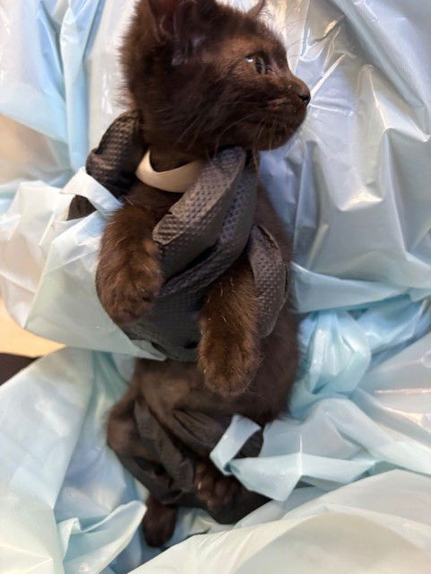 adoptable Cat in Stockton, CA named MISTY