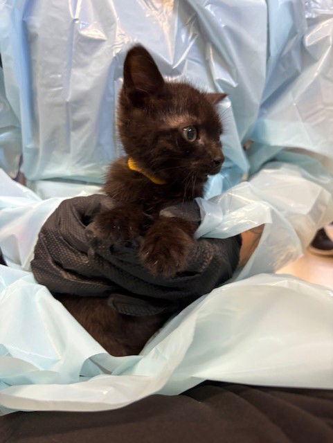 adoptable Cat in Stockton, CA named MARTY