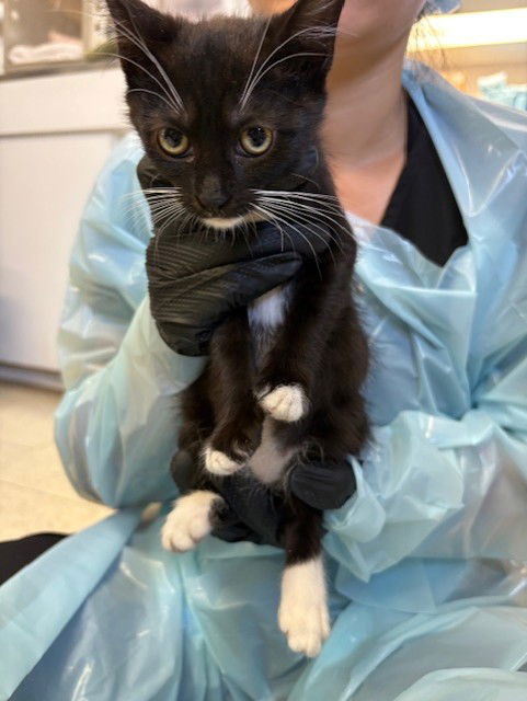 adoptable Cat in Stockton, CA named MARIE