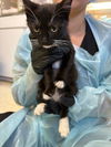 adoptable Cat in Stockton, CA named MARIE