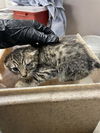 adoptable Cat in stockton, CA named BOBBIE