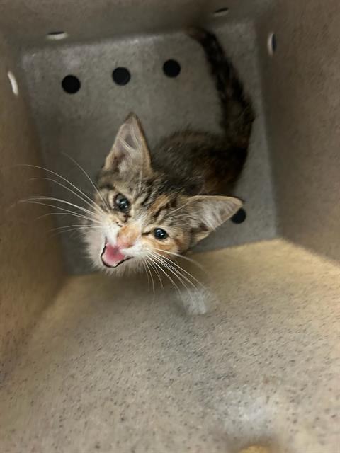 adoptable Cat in Stockton, CA named SISSY