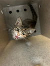adoptable Cat in Stockton, CA named SISSY