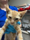 adoptable Cat in Stockton, CA named FLASH