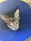 adoptable Cat in Stockton, CA named SAMATHA