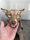 adoptable Dog in  named SPOT