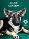 adoptable Dog in Stockton, CA named SHADOW