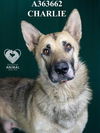 adoptable Dog in Stockton, CA named CHARLIE