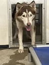 adoptable Dog in  named ANGEL