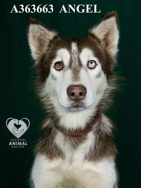 adoptable Dog in Stockton, CA named ANGEL
