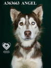 adoptable Dog in Stockton, CA named ANGEL