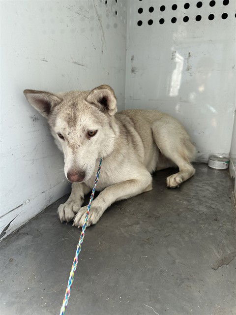 adoptable Dog in Stockton, CA named ANABELLE