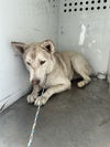 adoptable Dog in  named ANABELLE