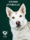adoptable Dog in Stockton, CA named ANABELLE