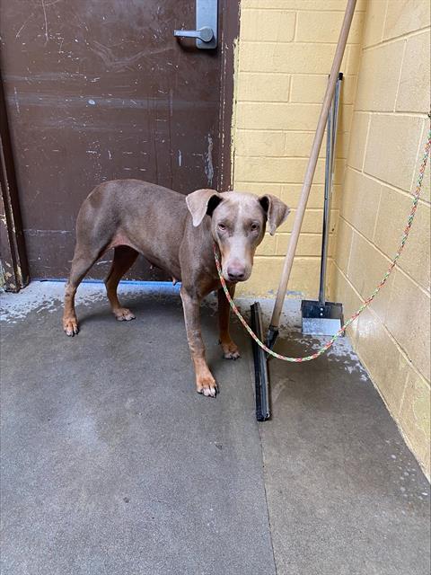 adoptable Dog in Stockton, CA named PANDORA