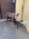 adoptable Dog in  named PANDORA