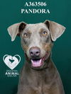 adoptable Dog in Stockton, CA named PANDORA