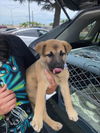 adoptable Dog in  named A361687