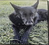 adoptable Dog in Stockton, CA named HUNTER