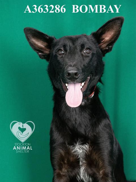 adoptable Dog in Stockton, CA named BOMBAY
