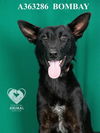 adoptable Dog in Stockton, CA named BOMBAY