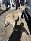 adoptable Dog in Stockton, CA named NANOOK