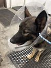 adoptable Dog in Stockton, CA named GRIZZLY