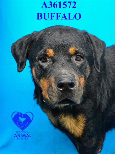 adoptable Dog in Stockton, CA named BUFFALO