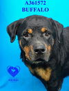 adoptable Dog in Stockton, CA named BUFFALO