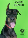 adoptable Dog in Stockton, CA named GOPHER