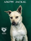 adoptable Dog in  named JACKAL