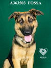 adoptable Dog in Stockton, CA named FOSSA