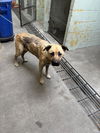 adoptable Dog in  named PANGOLIN