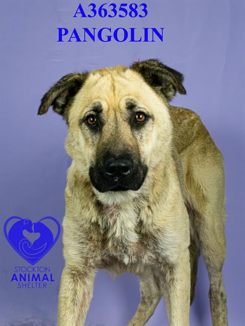 PANGOLIN - German Shepherd Dog available for adoption