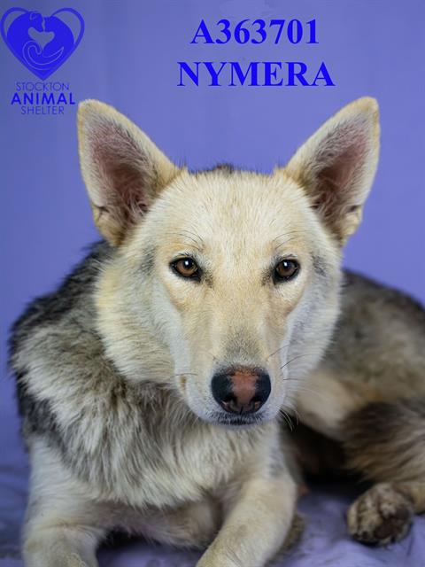 NYMERIA - Siberian Husky available for adoption