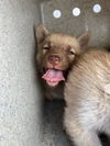 adoptable Dog in  named A363671