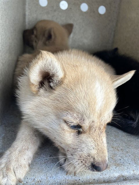 adoptable Dog in Stockton, CA named A363672