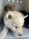 adoptable Dog in  named A363672