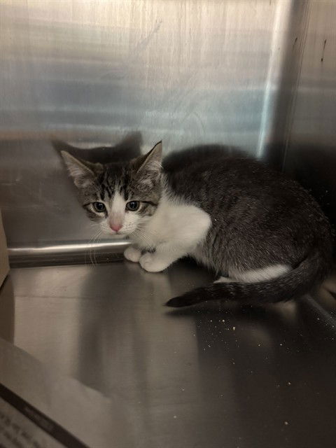 adoptable Cat in Stockton, CA named CORA