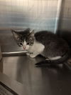 adoptable Cat in  named CORA