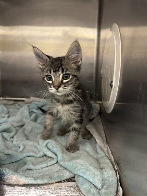 adoptable Cat in Stockton, CA named MR CARSON