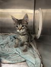 adoptable Cat in  named MR CARSON