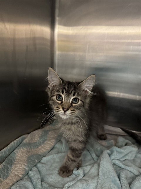 adoptable Cat in Stockton, CA named HENRY