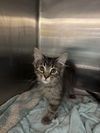adoptable Cat in  named HENRY