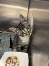 adoptable Cat in  named DANNY