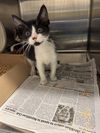 adoptable Cat in  named DOBIE
