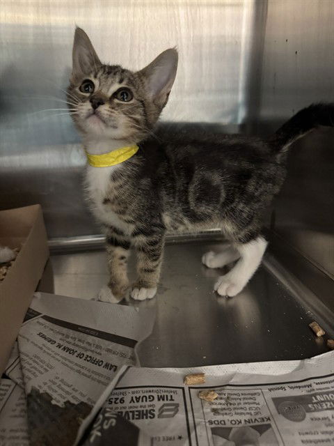 adoptable Cat in Stockton, CA named TIGGER